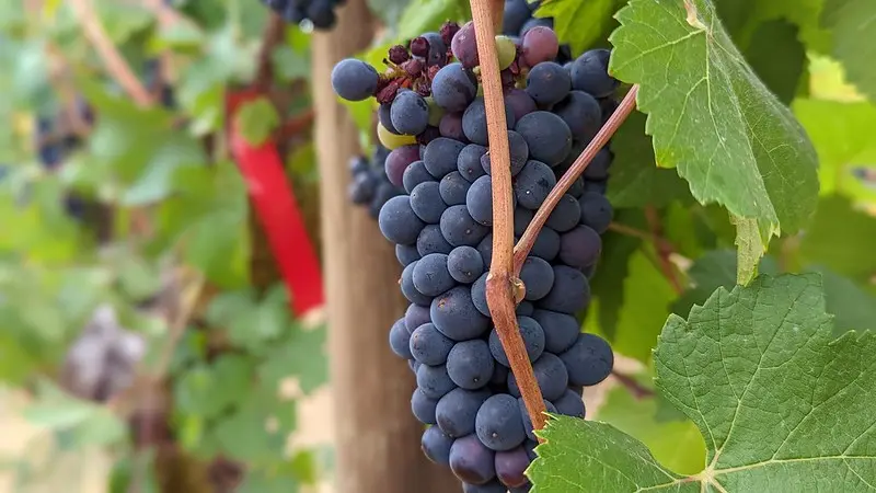 Pinot noir grapes on vine