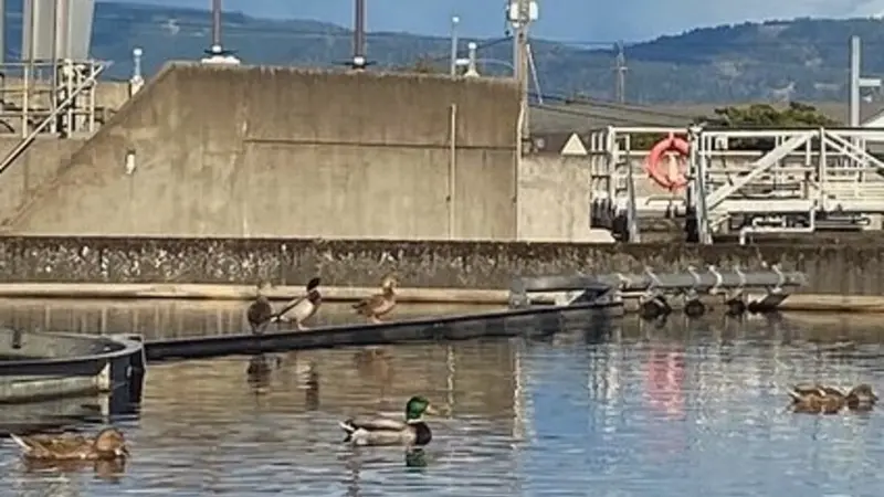Dabbling ducks swimming in a clarifier at the wastewater treatment plant in Eugene, Oregon. Photo by Melanie Ryan, laboratory and field monitoring supervisor, city of Eugene.