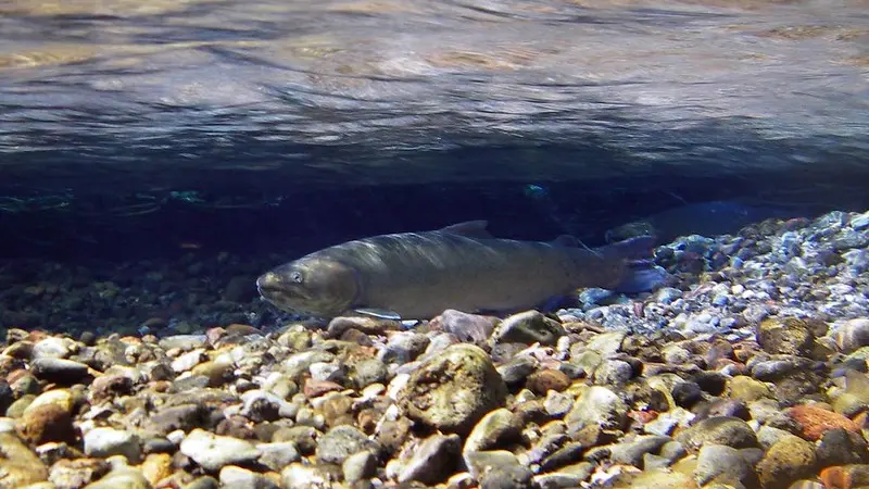 bull trout swimming underwater