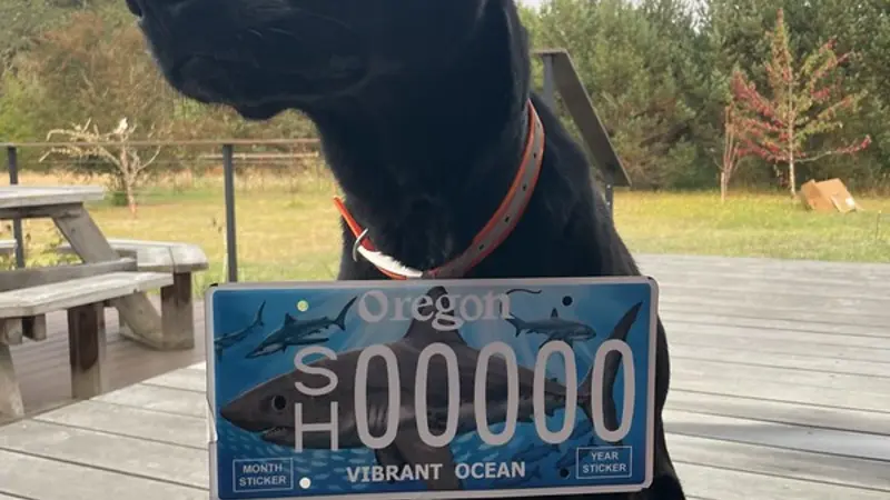 Medium sized black dog wearing a shark-themed Oregon license plate around its neck