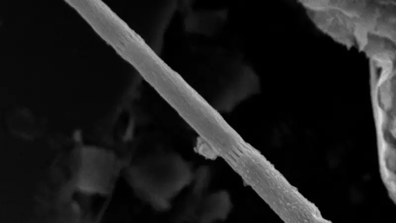 Filament of bacteria