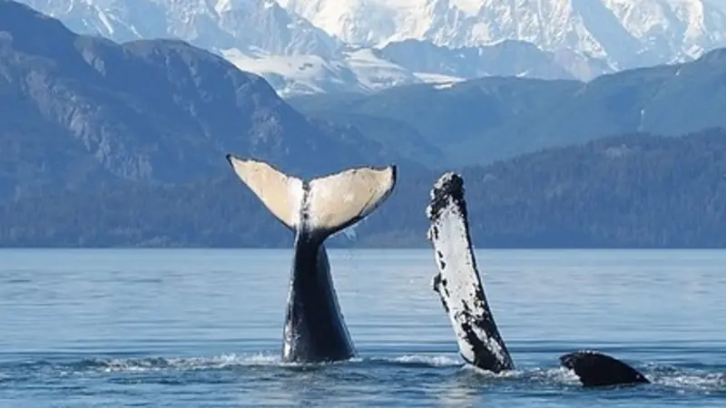 A humpback whale mother and calf in Glacier Bay National Park, Alaska, with the Fairweather Mountains in the background. 