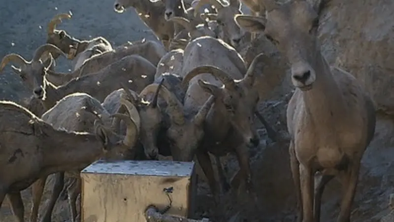 In this trail-camera photo provided by OSU undergraduate Owen S. Okuley, bighorn sheep are seen at the Kerr Guzzler in the Mojave Desert.