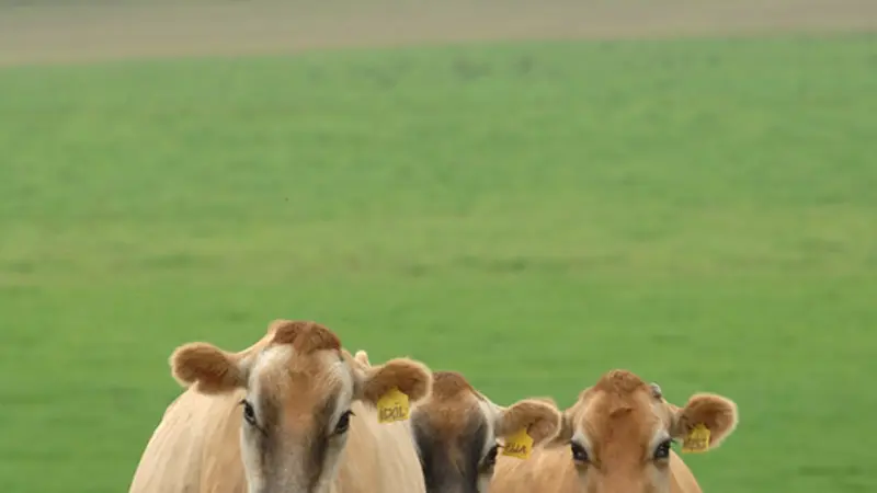 Jersey cows walking in a green pasture
