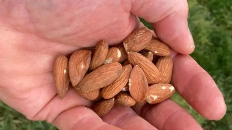 Handful of almonds