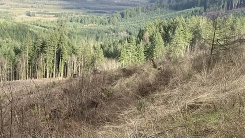 Dunn Forest
