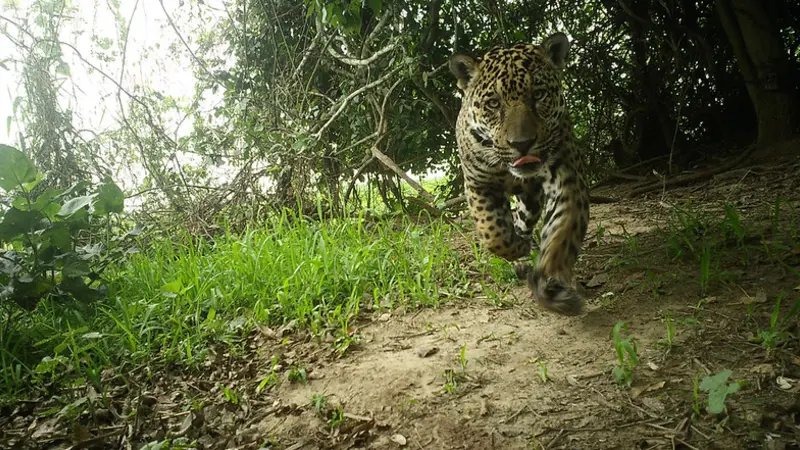 Jaguar walking in Brazil's Pantanal