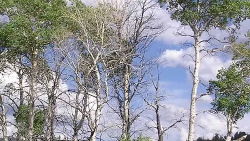Overstory aspen trees in Yellowstone.