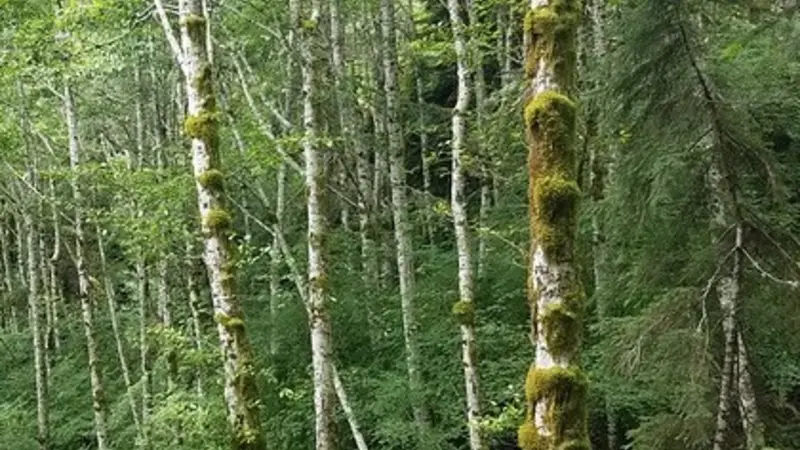 Red alder is a nitrogen-fixing plant species. Photo by Steven Perakis.