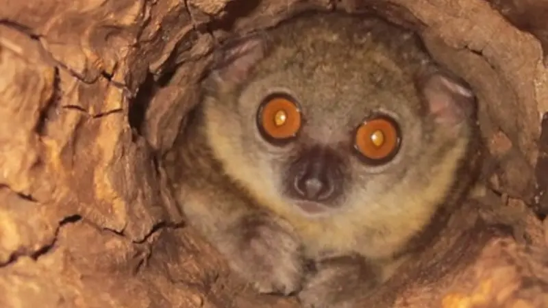 Peering lemur. Photo by Jordi Salmona.