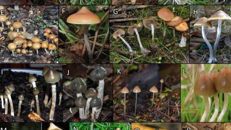 Composite image shows the diversity of mushrooms from the genus Psilocybe that contain psilocybin.