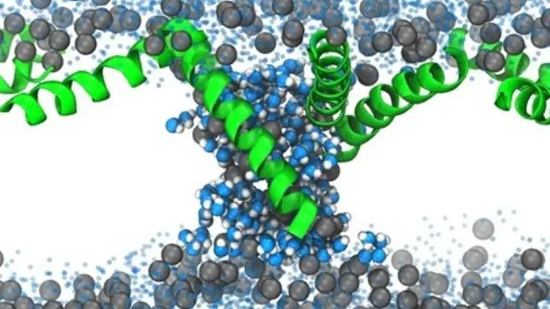 This graphic shows an antimicrobial peptide forming pores in a cell mimic, leading to leakage that was quantified experimentally and used to determine the types of pores formed by the peptide. A cell mimic is a synthetic structure that imitates certain features or functions of biological cells. Image courtesy of Myriam Cotten and Amy Rice. 