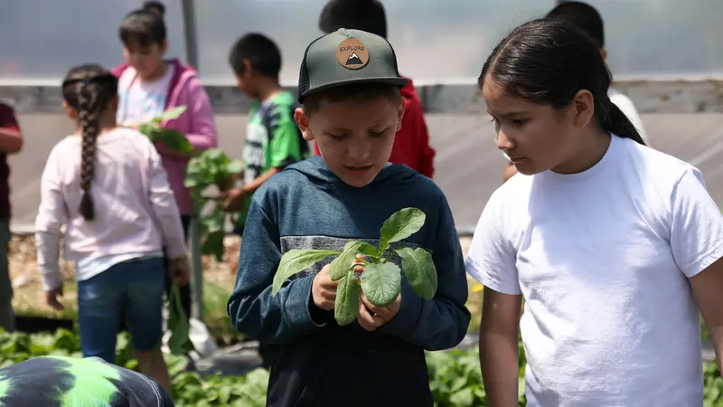 Children participate in a hands-on agricultural learning activity, with one child examining a leafy plant while others work with greens in the background inside a greenhouse.
