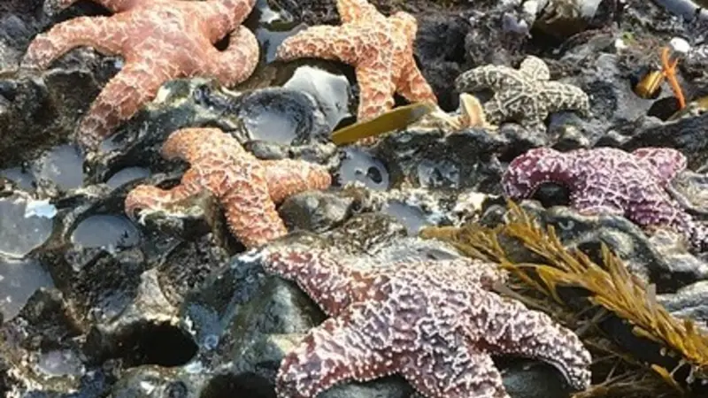 Young adult ochre sea stars