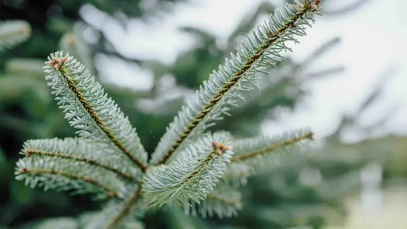 Closeup of green evergreen boughs.