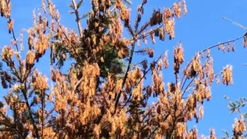 Douglas-fir on left and western hemlock (the thin tree) on right.
