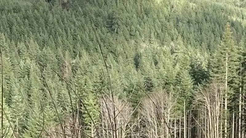 Douglas-fir forest