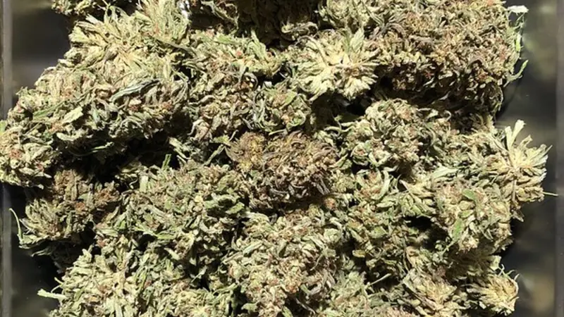 hemp flowers in bin