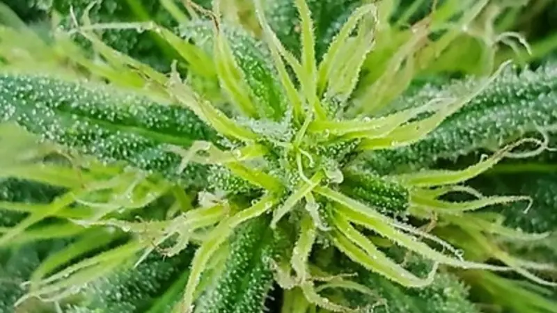 Cannabis sativa