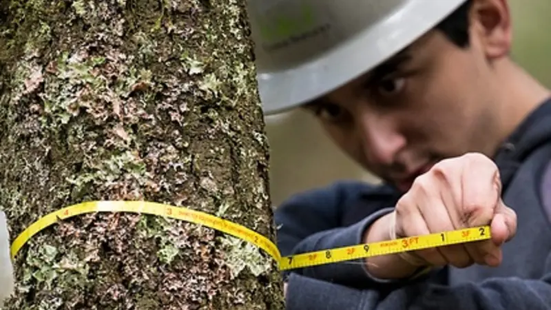 Student measuring tree diameter
