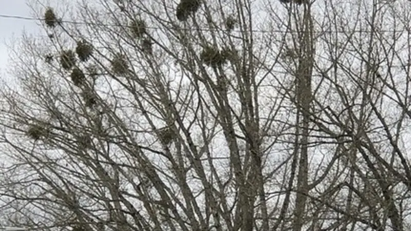 Western oak mistletoe in a northern red oak. Photo by Dave Shaw, Oregon State University College of Forestry/OSU Extension Service.