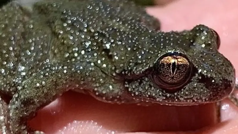 Coastal tailed frog, photo provided by Allison Swartz