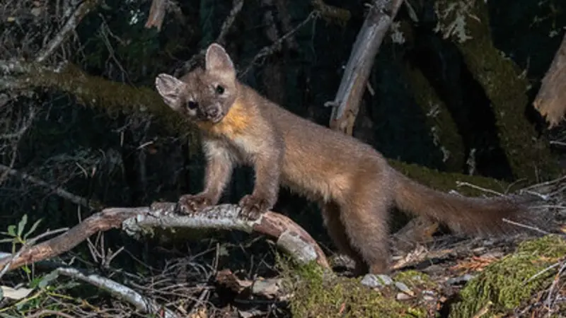 Humboldt marten. Photo by Ben Wymer, A Woods Walk Photography.