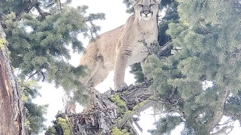 A cougar standing in a fir tree 