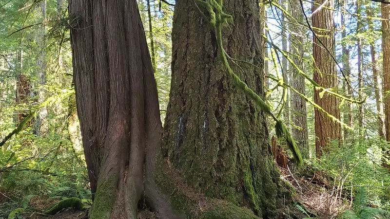 PNW forest