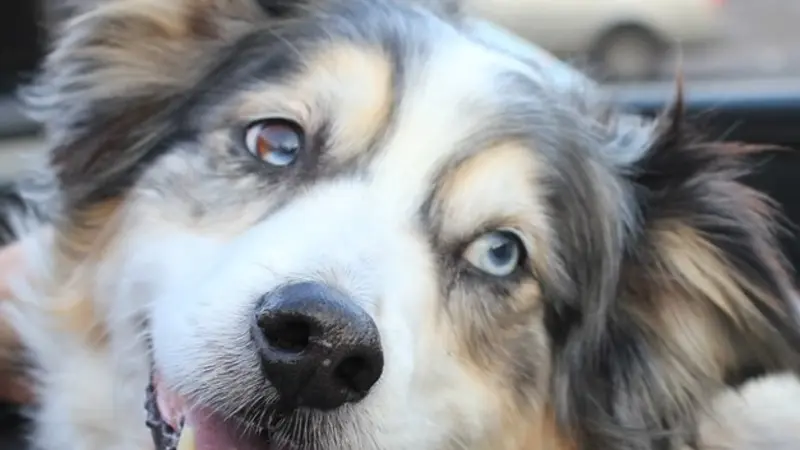 Australian shepherd