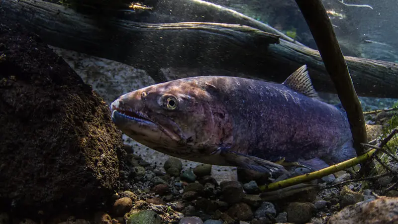 Redband trout swimming among rocks and branches underwater.