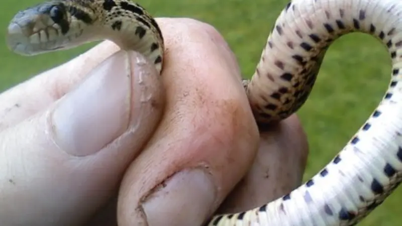 juvenile gopher snake