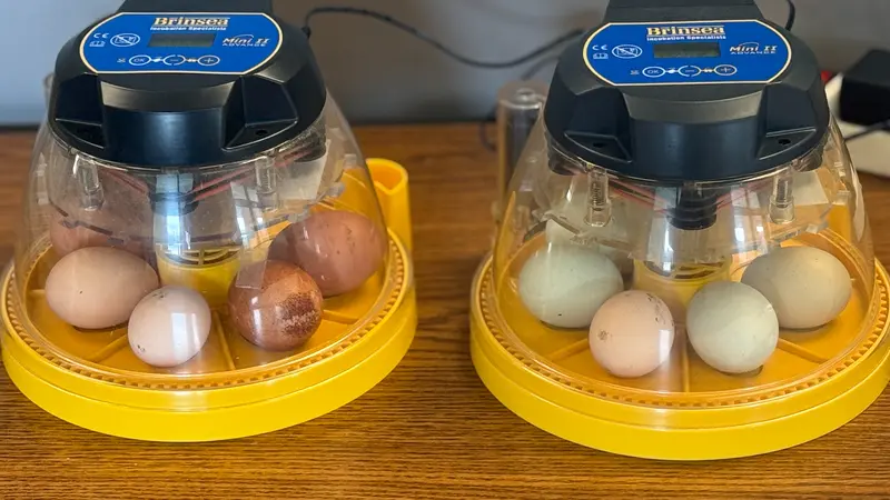Chicken eggs sitting in two incubators.