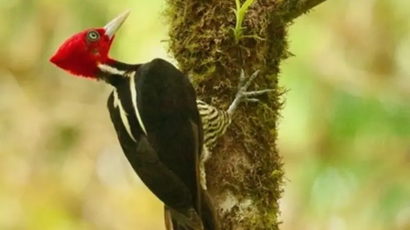 Pale-billed Woodpecker (Campephilus guatemalensis) in a forest fragment near Las Cruces Biological Station, Costa Rica (photo provided by Matt Betts, OSU College of Forestry)