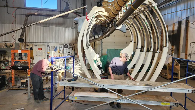 A man stands in the center of the rib cage of a blue whale skeleton being prepared for display. 
