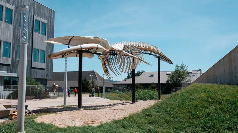 A large skeleton of a blue whale sits on a steel frame in a building courtyard.
