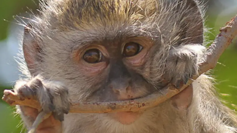 Monkey
