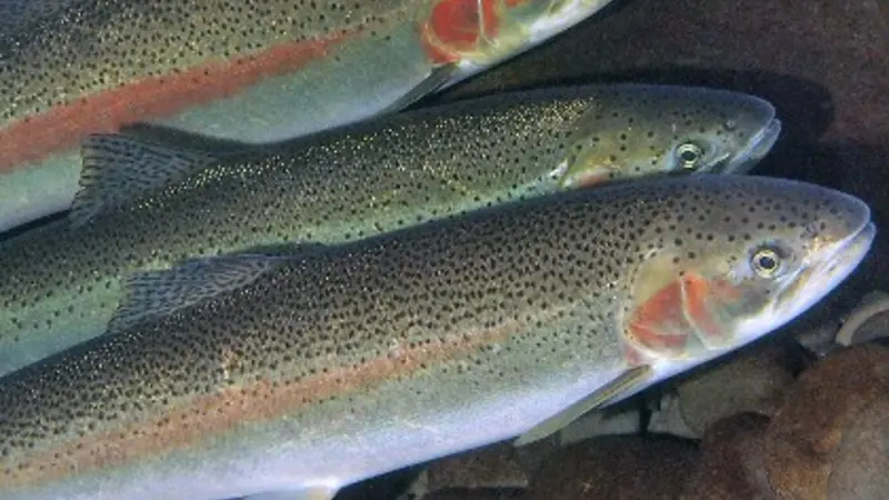 Steelhead