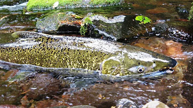 Chinook salmon in a river