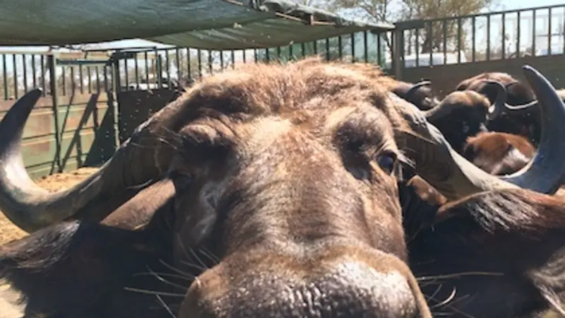 Close-up front view of a buffalo looking straight at the camera over enclosure bars. It has a big nose.