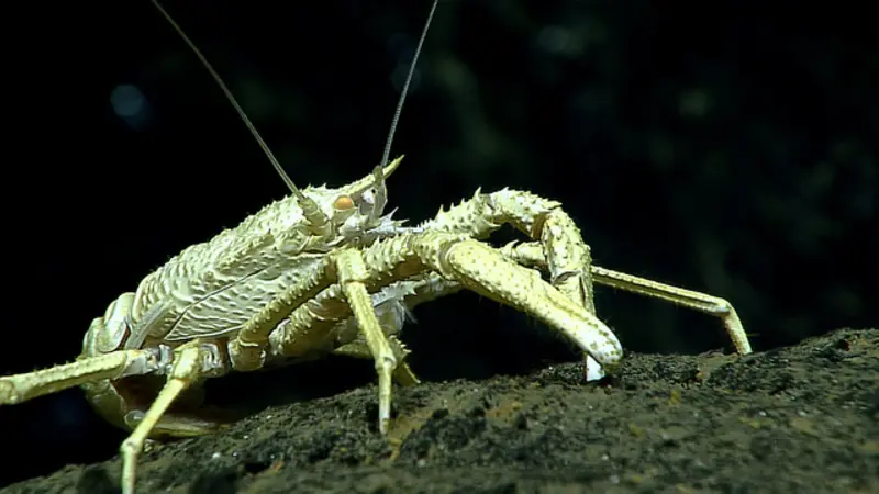 squat lobster