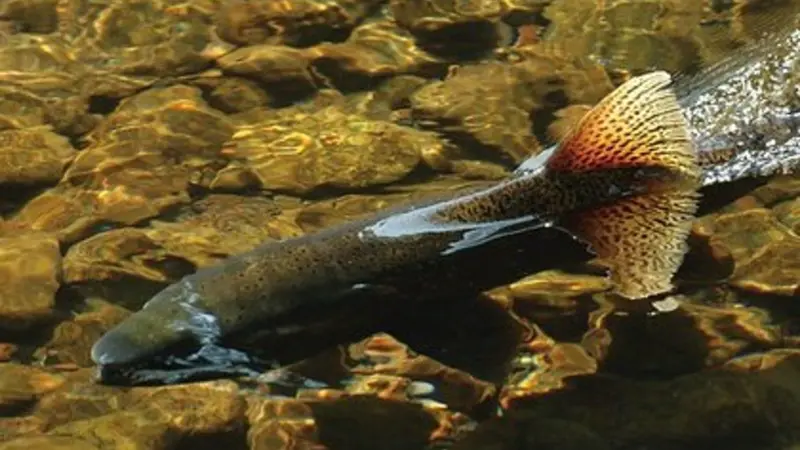 Chinook salmon