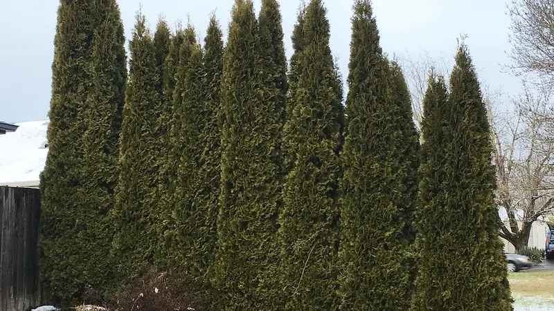 Arborvitae hedge.