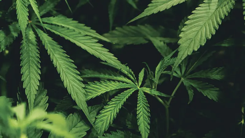 image of marijuana leaves 