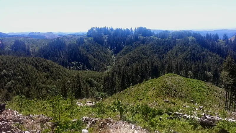 Aerial view of Elliott State Forest. 