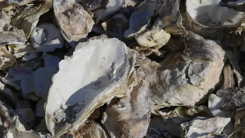 Image of oyster shells 