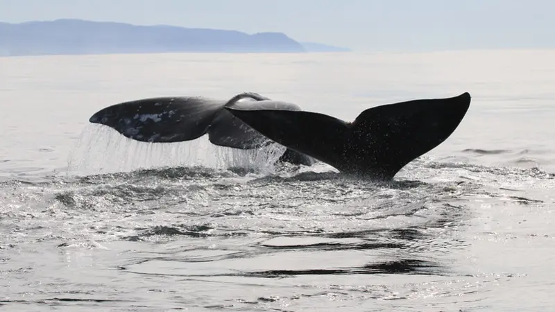 Image of two whales' tails above the ocean surface 