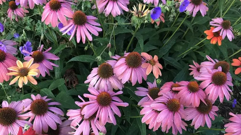 Coneflowers are long-day plants. Photo by Ann Murphy.