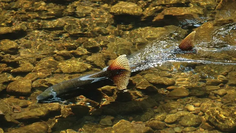 Chinook salmon in river 