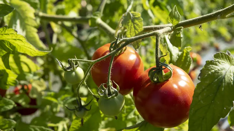 tomato